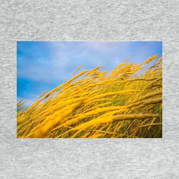 Wavering golden grass. by sma1050